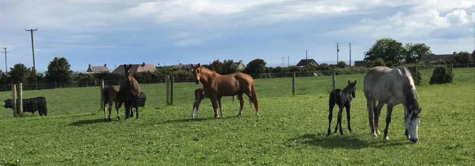 Leestone Sport Horses